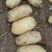沃土5号土豆沃土五号基地供应量大质优欢迎咨询采购