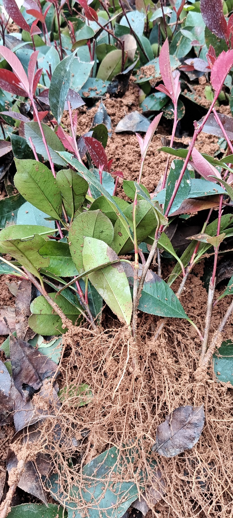 本苗场红叶石楠小苗大量供应