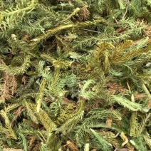 伸筋草【包邮】三斤起发货可批量可零售量大从优