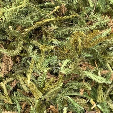 伸筋草【包邮】三斤起发货可批量可零售量大从优