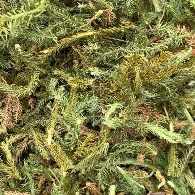 伸筋草【包邮】三斤起发货可批量可零售量大从优