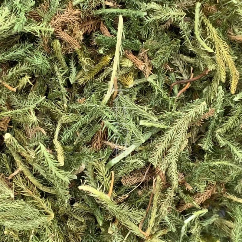伸筋草【包邮】三斤起发货可批量可零售量大从优