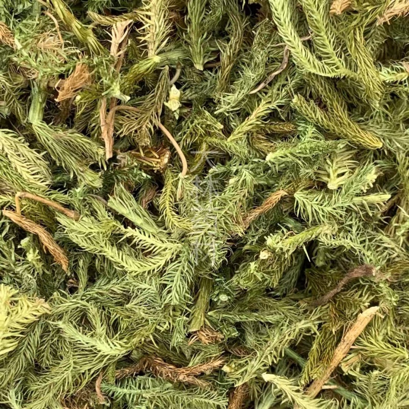 伸筋草【包邮】三斤起发货可批量可零售量大从优