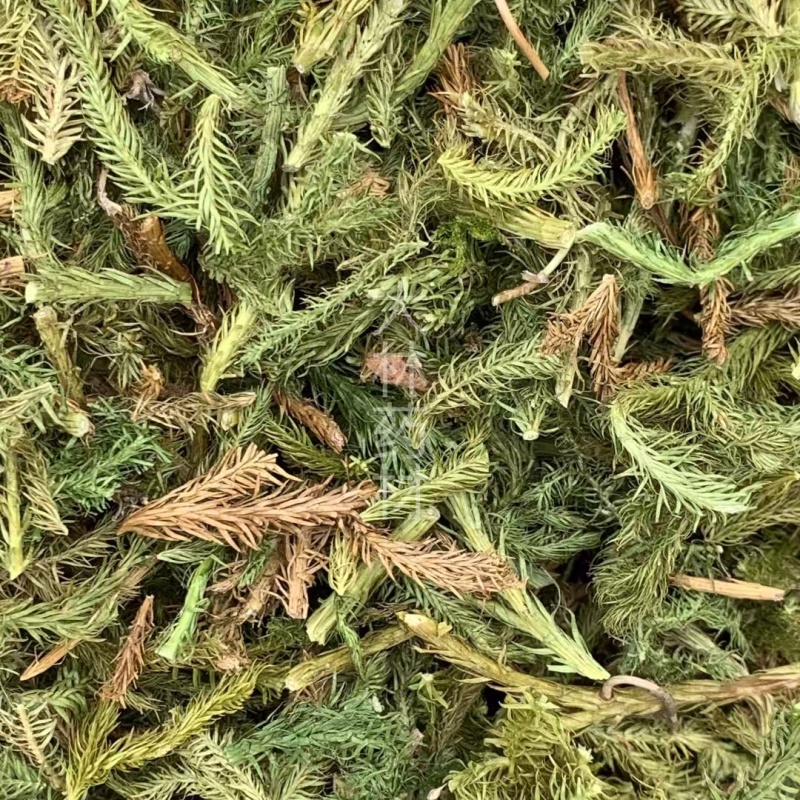 伸筋草【包邮】三斤起发货可批量可零售量大从优