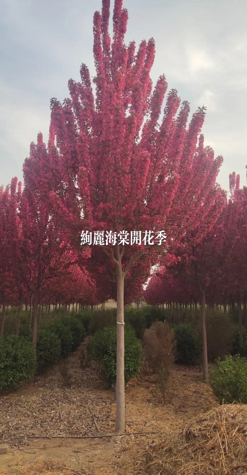海棠树苗海棠苗【海棠树苗】绽放您的庭院之美