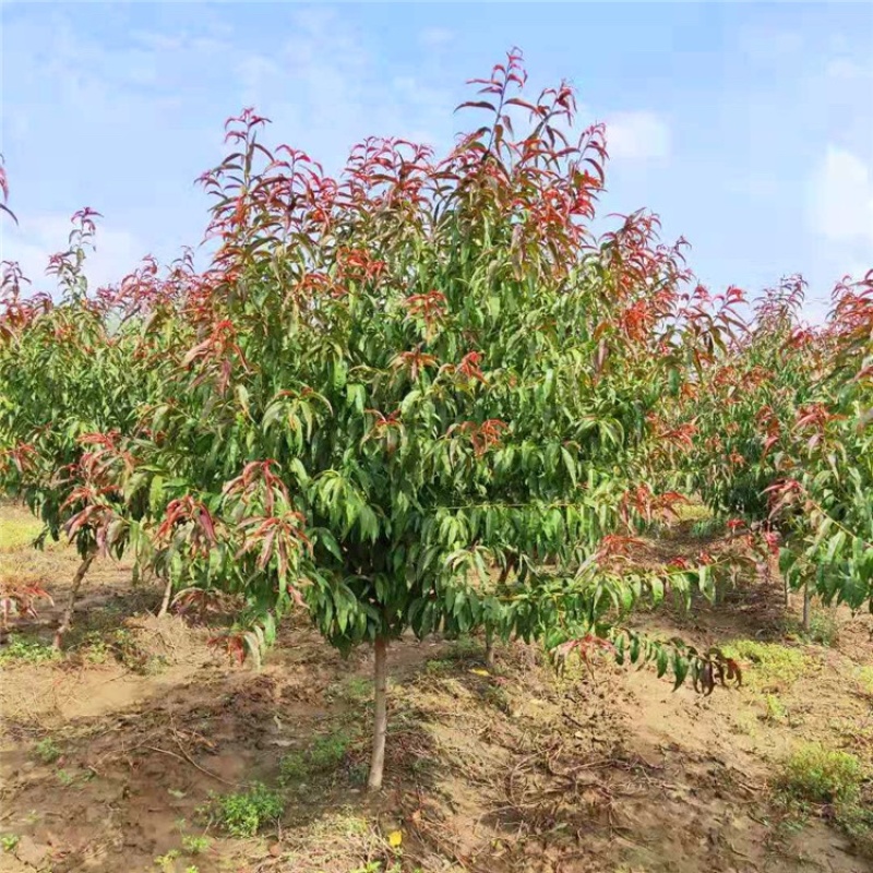 碧桃树苗【碧桃树苗】点亮您的庭院