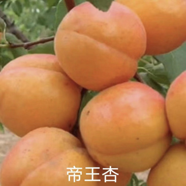 嫁接杏树果树苗特大早熟杏子杏树苗