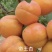 嫁接杏树果树苗特大早熟杏子杏树苗