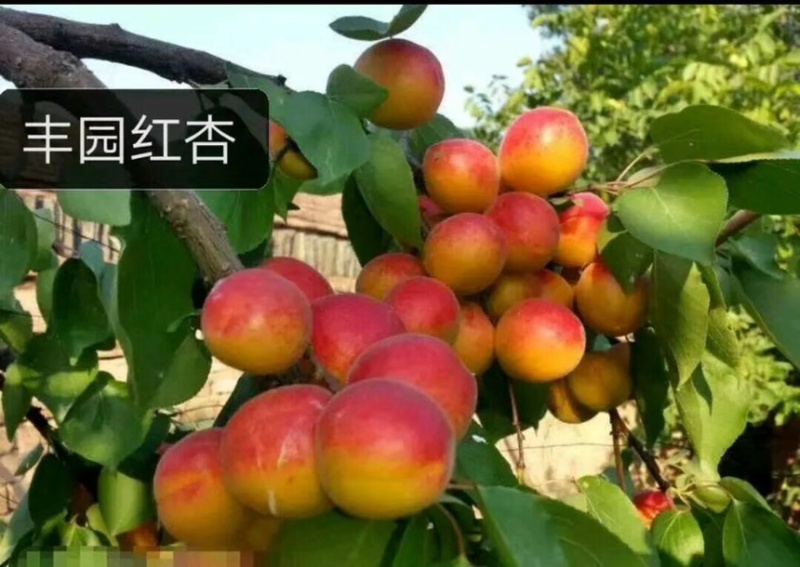 嫁接杏树果树苗特大早熟杏子杏树苗