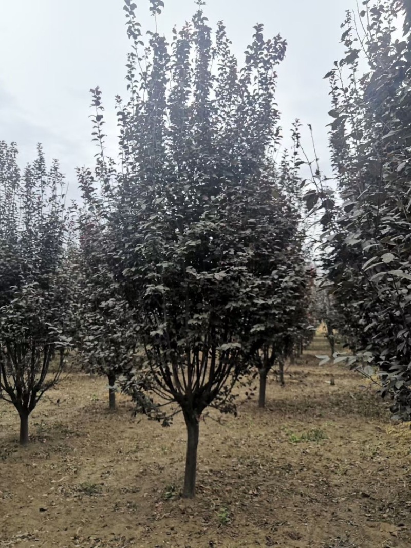 紫叶李树苗红叶李树苗园林绿化风景树苗