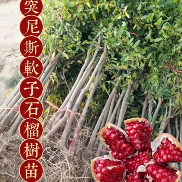石榴树苗石榴苗