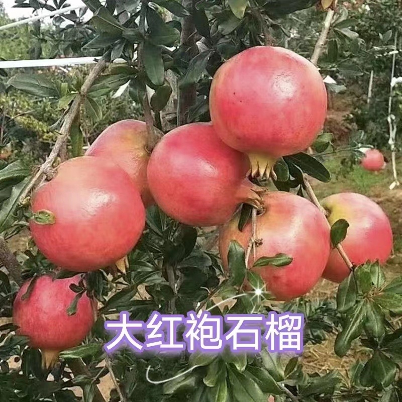 石榴树苗石榴苗