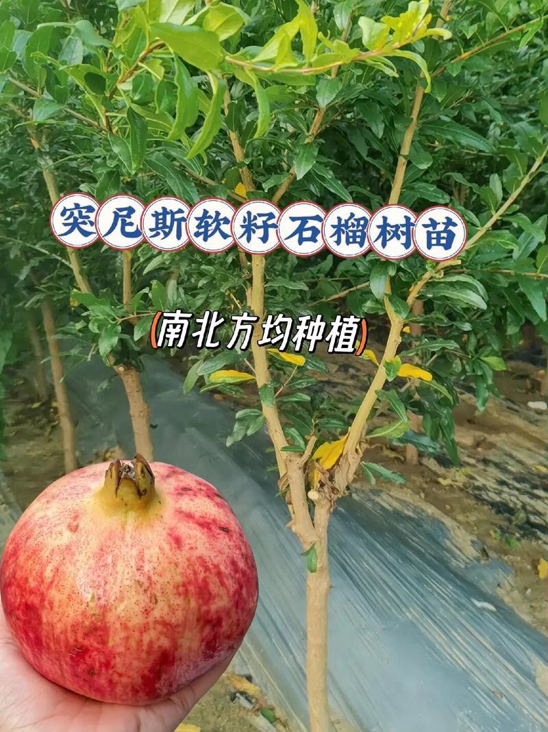 石榴树苗石榴苗