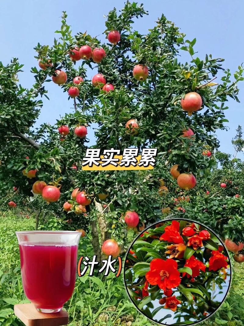 石榴树苗石榴苗