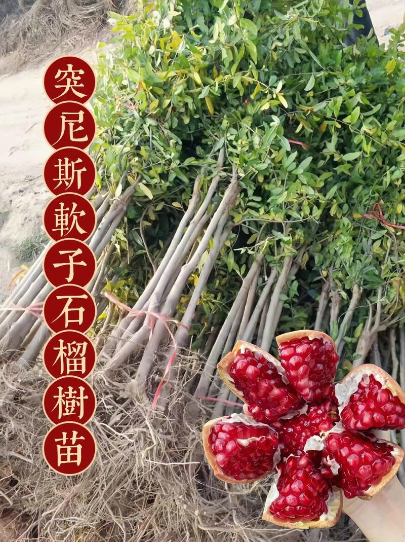 石榴树苗石榴苗