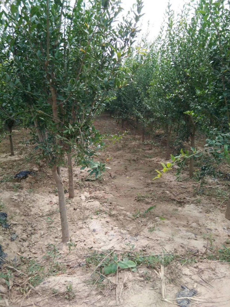 石榴树苗石榴苗