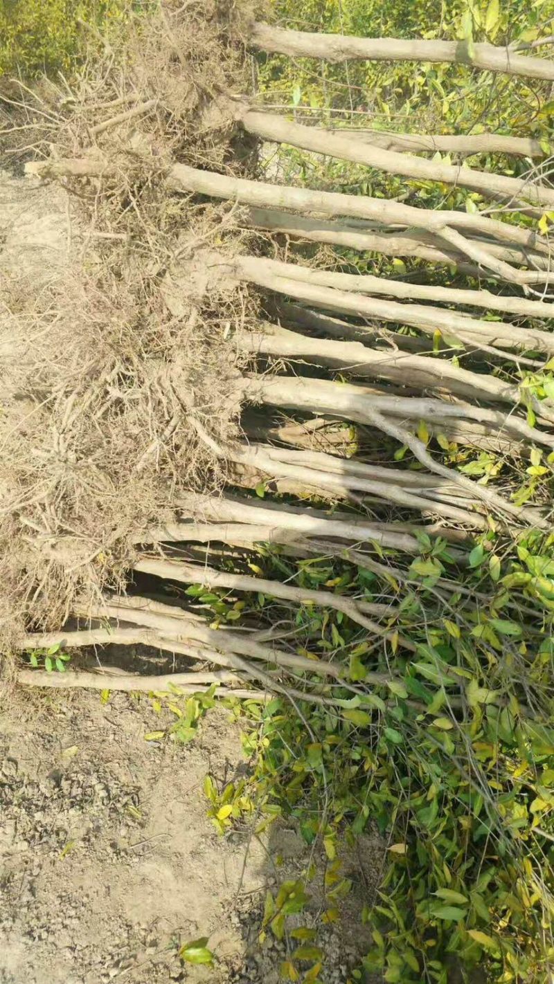 石榴树苗石榴苗
