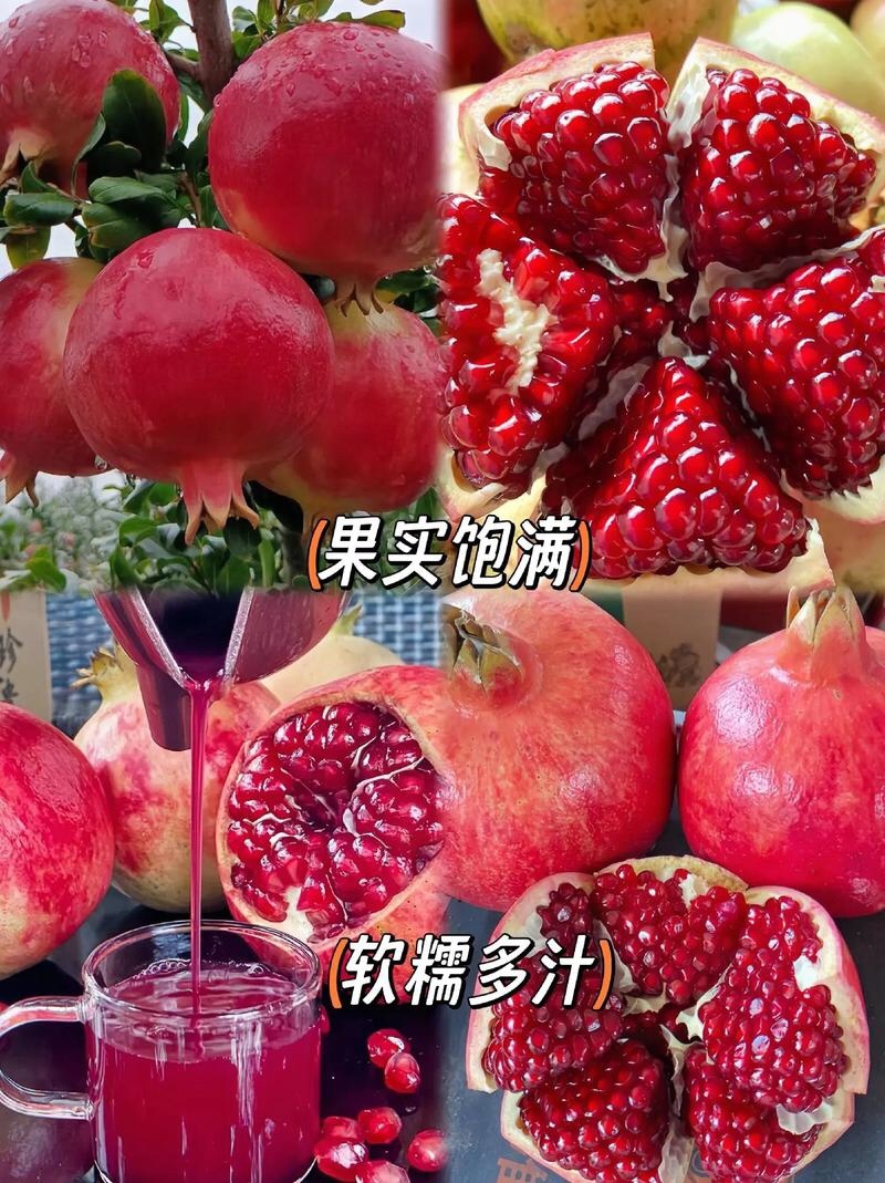 石榴树苗石榴苗