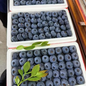 丹东蓝莓，品质全，质量优