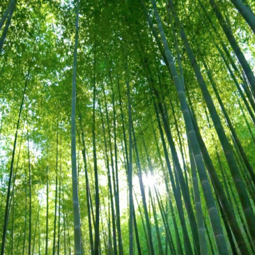 金竹竹子