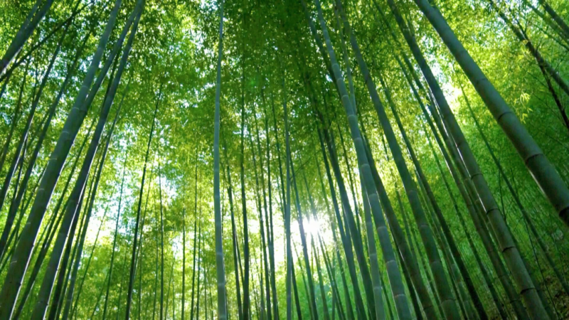 金竹竹子