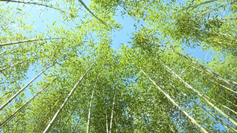 金竹竹子