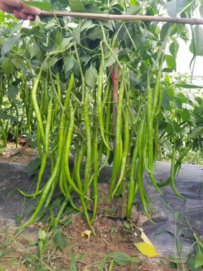 二荆条辣椒苗，（薄皮，高产，适合大部分地区栽种）