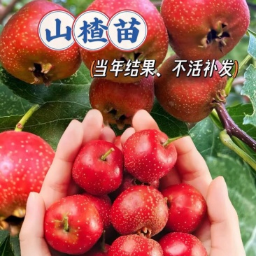 山楂树苗大五棱大金星甜红子黄山楂树苗山楂苗