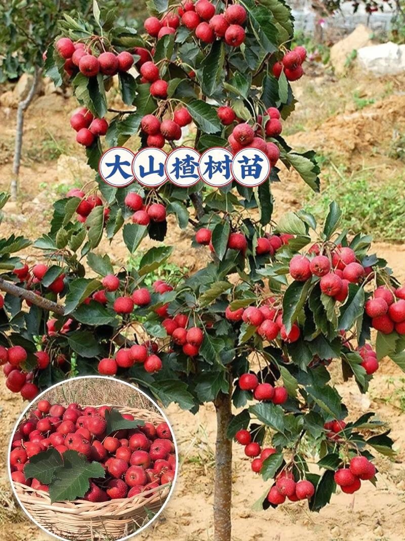 山楂树苗大五棱大金星甜红子黄山楂树苗山楂苗