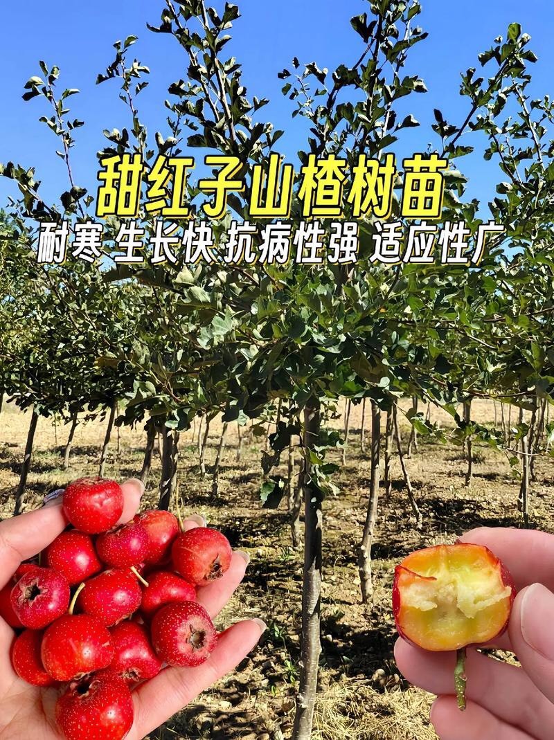 山楂树苗大五棱大金星甜红子黄山楂树苗山楂苗