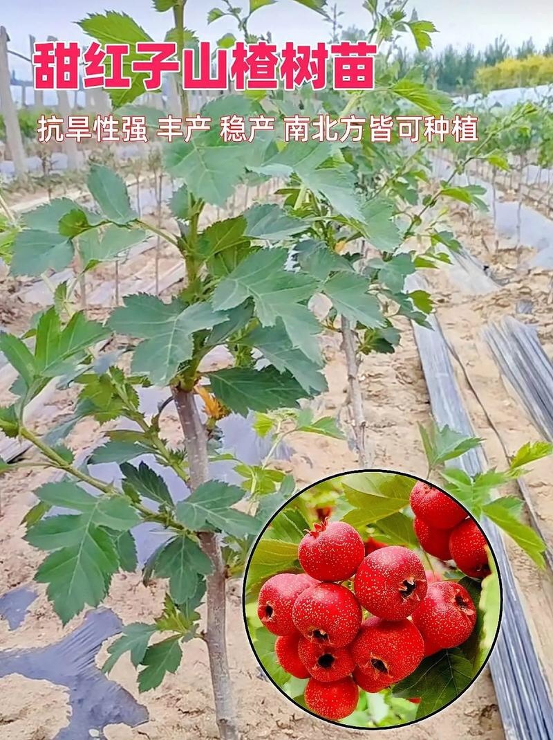 山楂树苗大五棱大金星甜红子黄山楂树苗山楂苗