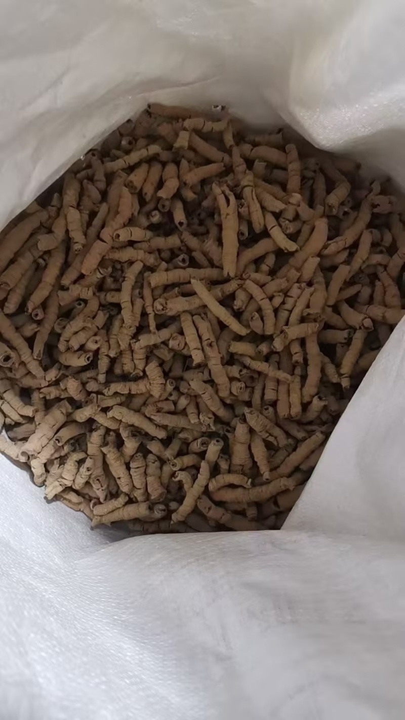 巴戟天鲜巴戟天产地直供一手货源量大从优欢迎咨询