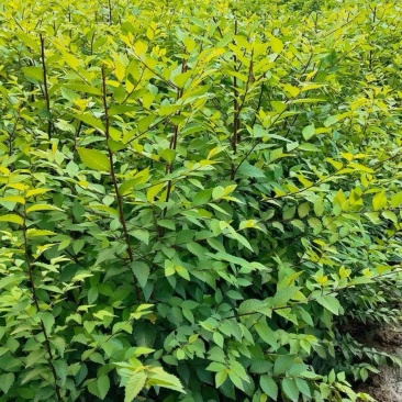 庭院树苗榆钱树苗榆树苗可以吃的榆钱树苗