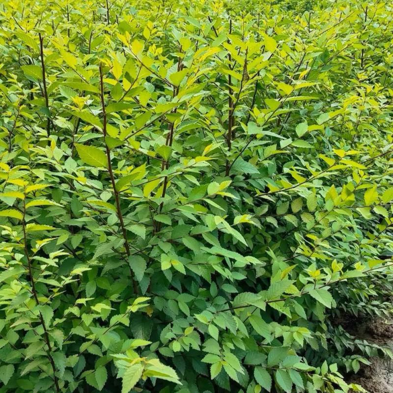 庭院树苗榆钱树苗榆树苗可以吃的榆钱树苗
