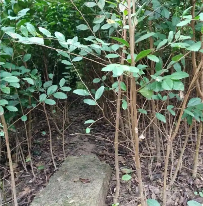 庭院树苗榆钱树苗榆树苗可以吃的榆钱树苗