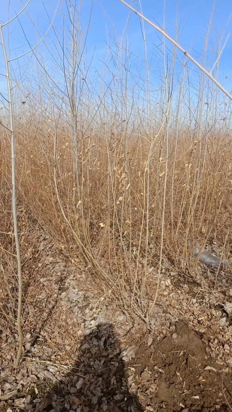 庭院树苗榆钱树苗榆树苗可以吃的榆钱树苗
