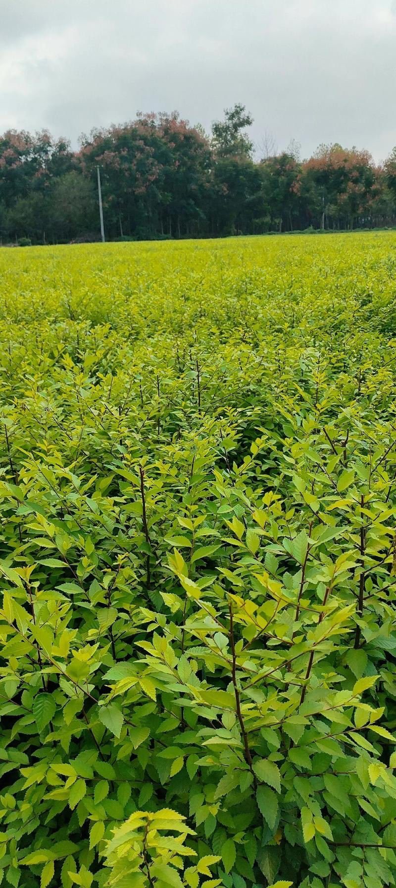 庭院树苗榆钱树苗榆树苗可以吃的榆钱树苗