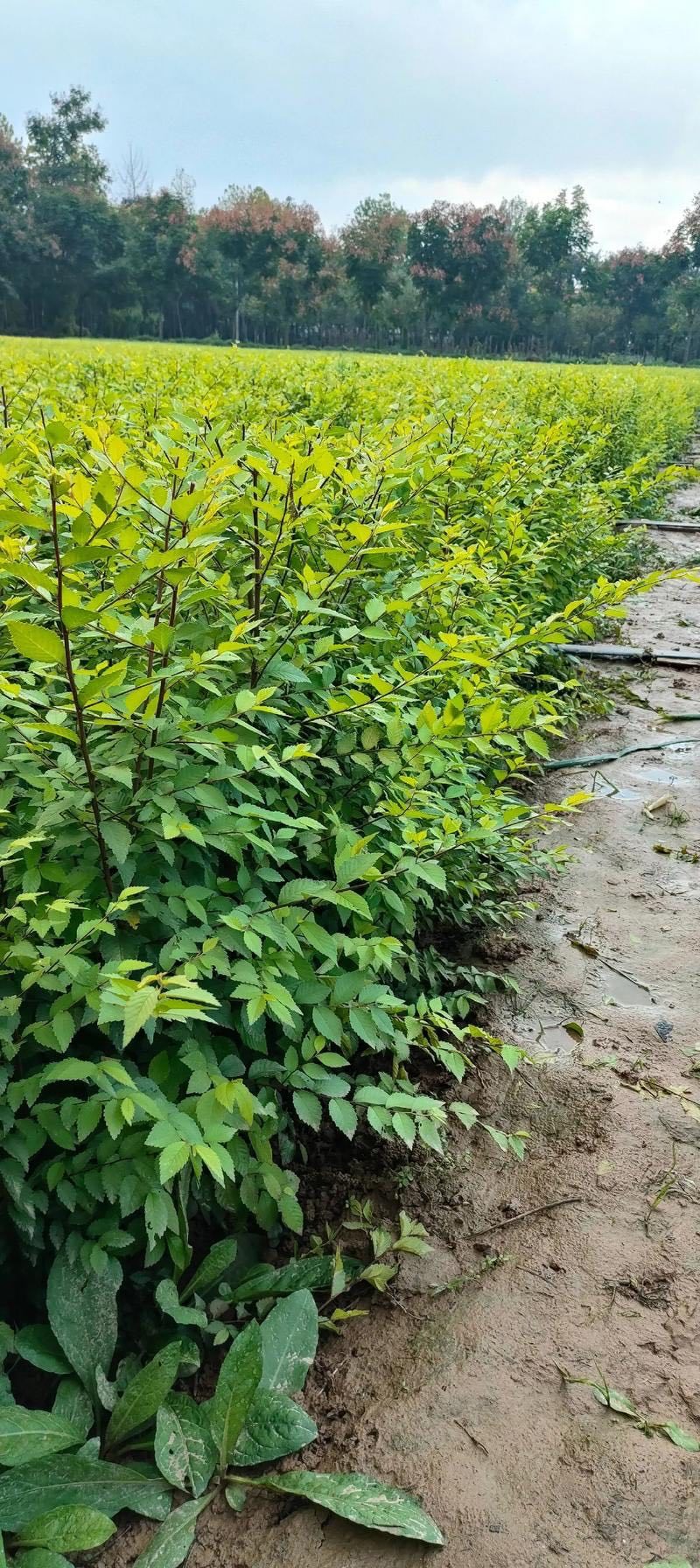庭院树苗榆钱树苗榆树苗可以吃的榆钱树苗