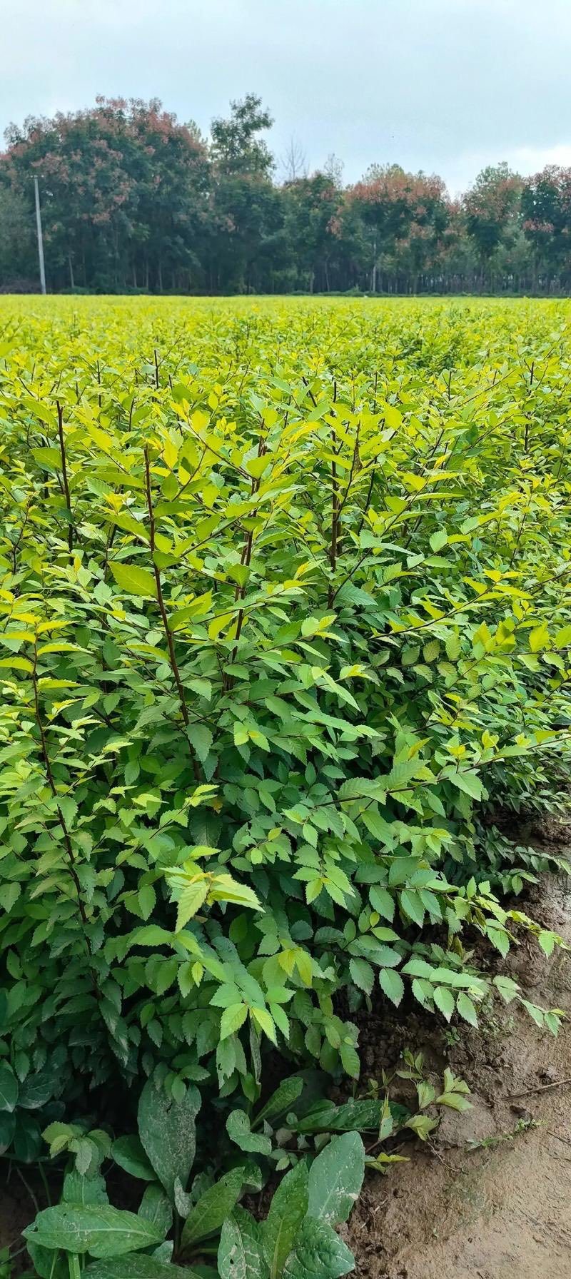 庭院树苗榆钱树苗榆树苗可以吃的榆钱树苗