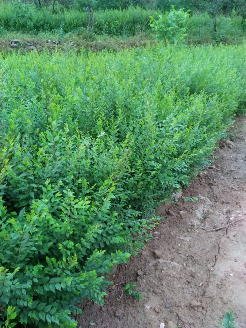 庭院树苗榆钱树苗榆树苗可以吃的榆钱树苗