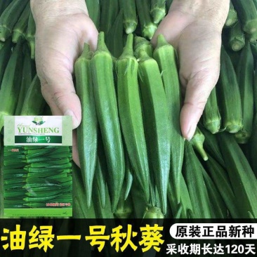 油绿一号秋葵种子高产翠绿水果秋葵种籽抗病秋葵种子