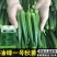油绿一号秋葵种子高产翠绿水果秋葵种籽抗病秋葵种子