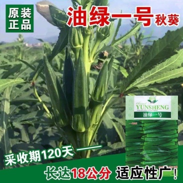 油绿一号秋葵种子高产翠绿水果秋葵种籽抗病秋葵种子