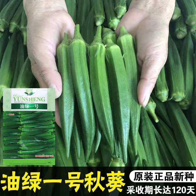 油绿一号秋葵种子高产翠绿水果秋葵种籽抗病秋葵种子