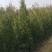 侧柏苗，侧柏小苗侧柏树苗，杯苗