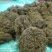 化石草！！！！！！！！！！！！！！！！！！！
