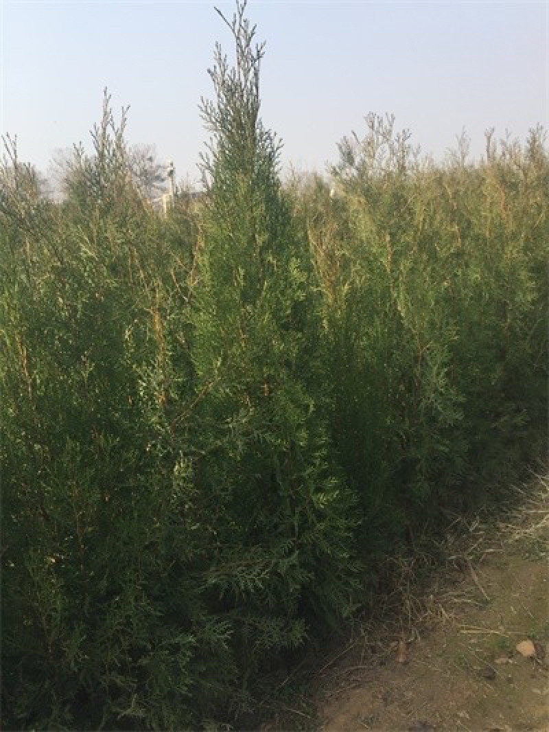 侧柏苗，侧柏小苗侧柏树苗，杯苗