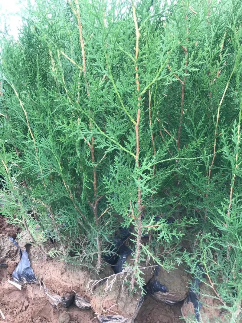 侧柏苗，侧柏小苗侧柏树苗，杯苗
