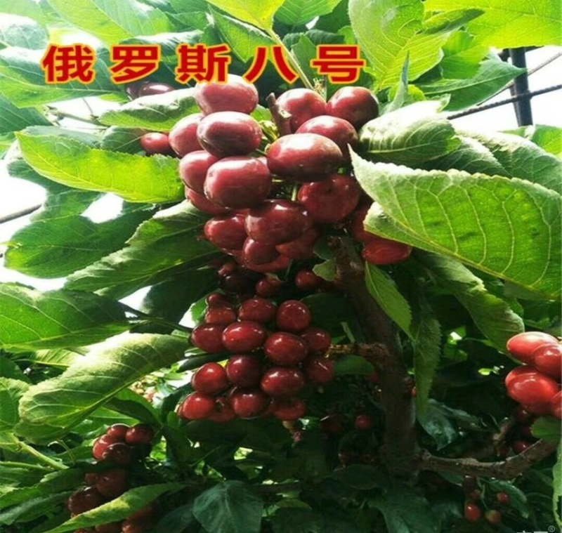 车厘子大樱桃树苗地栽嫁接苗盆栽樱桃苗樱桃树苗