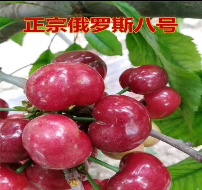 车厘子大樱桃树苗地栽嫁接苗盆栽樱桃苗樱桃树苗